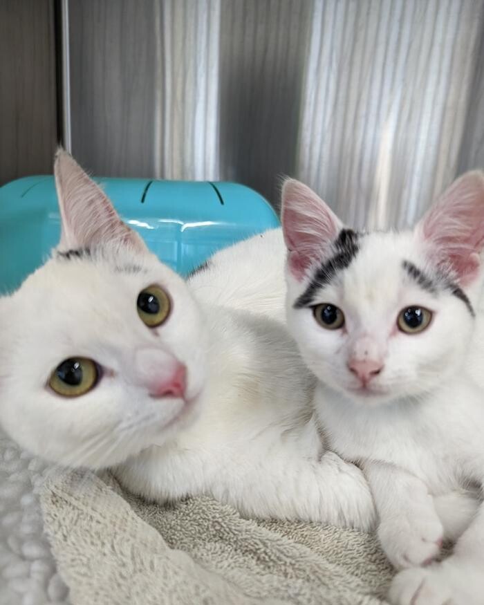 Images Canterbury Veterinary Surgery