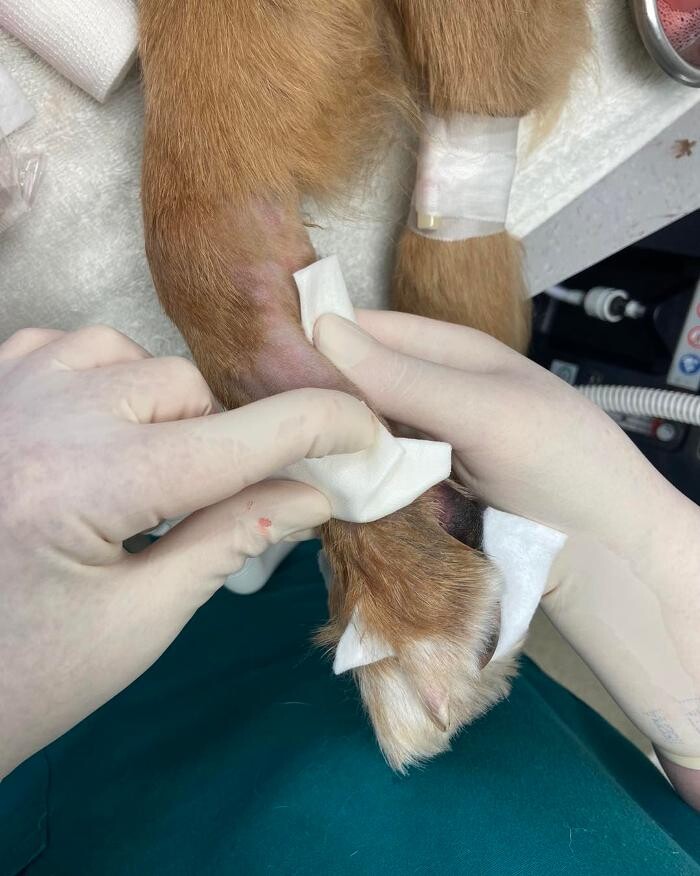 Images Canterbury Veterinary Surgery