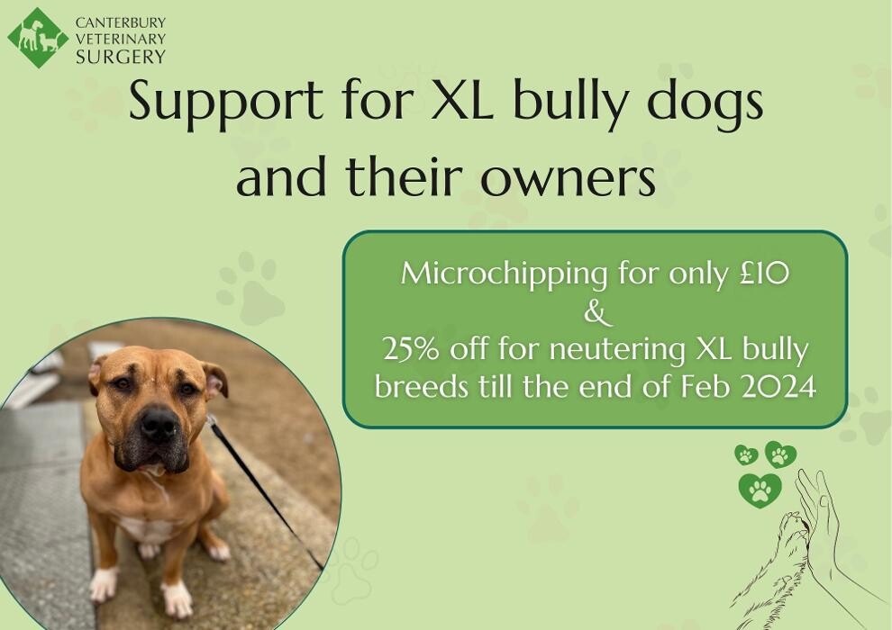 Images Canterbury Veterinary Surgery