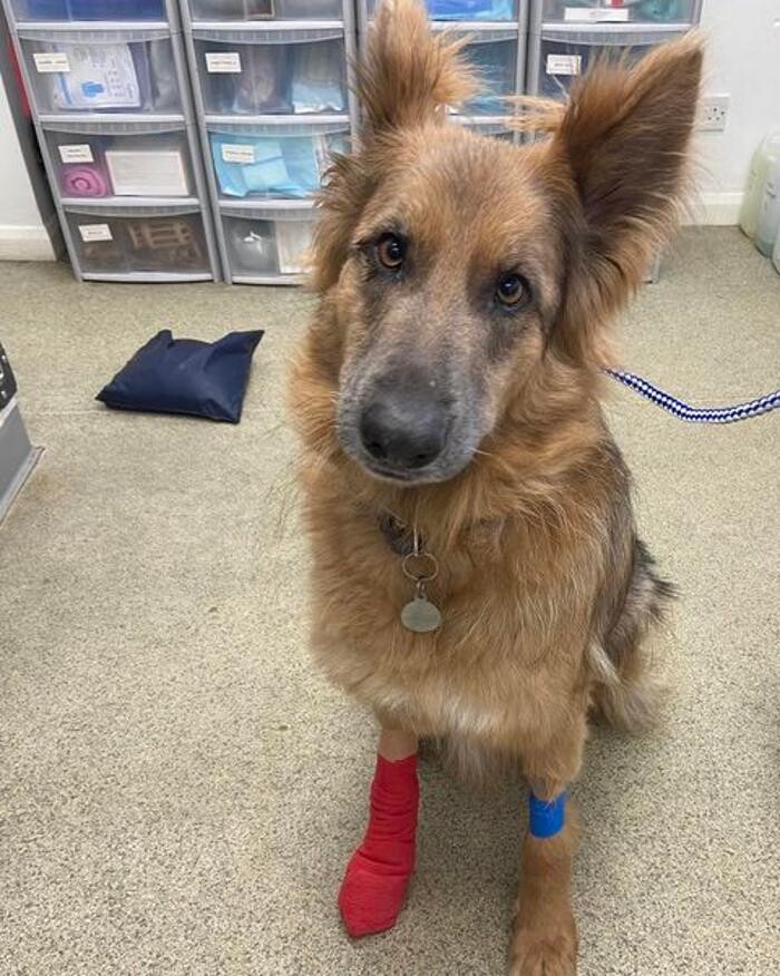 Images Canterbury Veterinary Surgery