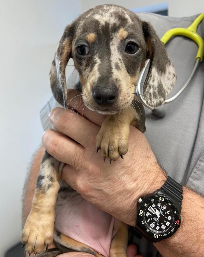 Images Canterbury Veterinary Surgery