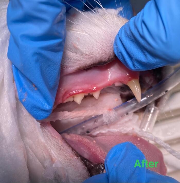 Images Canterbury Veterinary Surgery