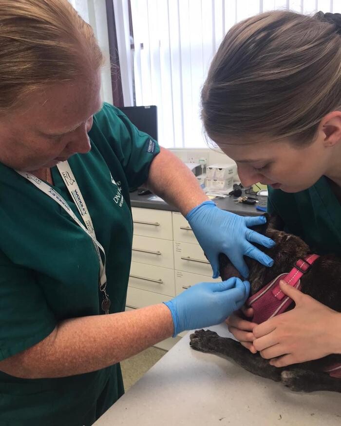 Images Canterbury Veterinary Surgery