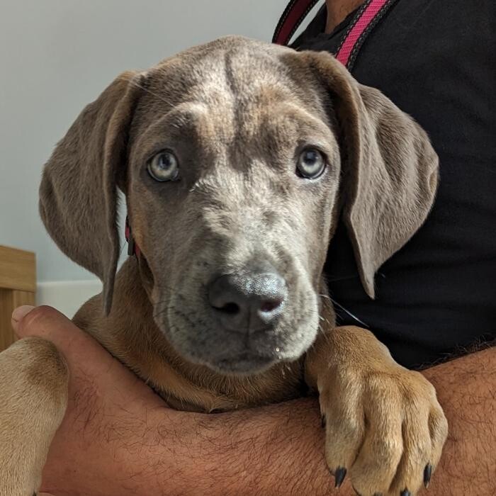 Images Canterbury Veterinary Surgery