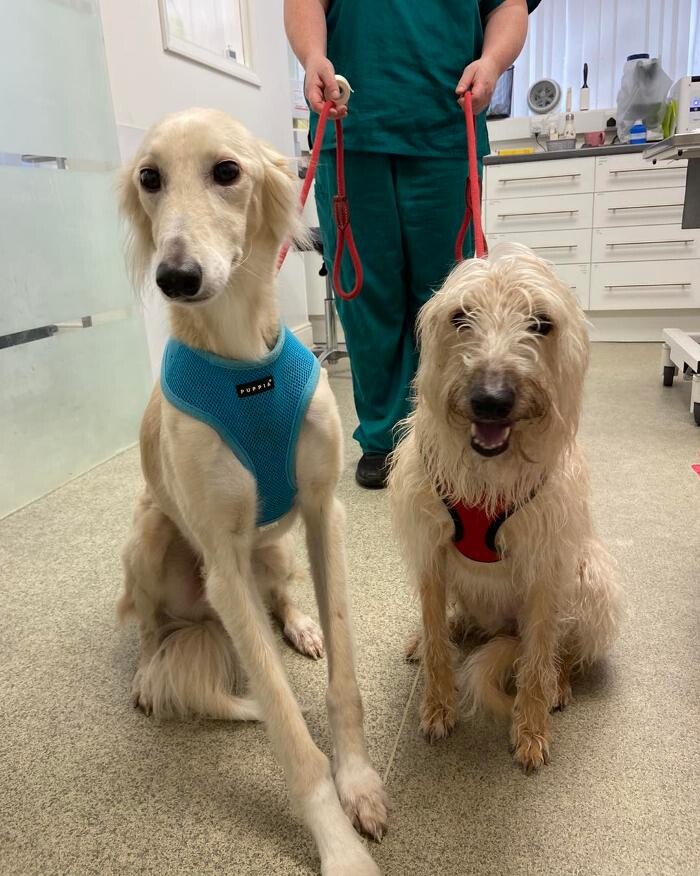 Images Canterbury Veterinary Surgery