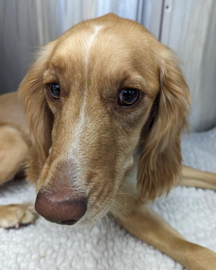 Images Canterbury Veterinary Surgery