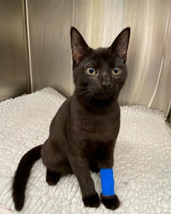 Images Canterbury Veterinary Surgery