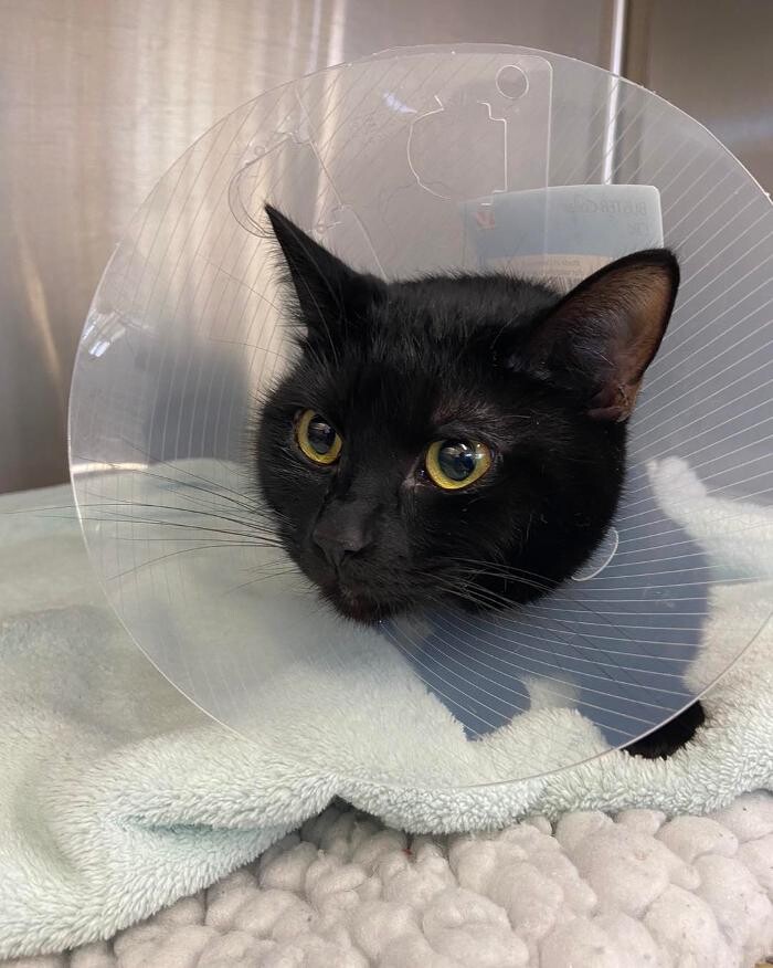 Images Canterbury Veterinary Surgery