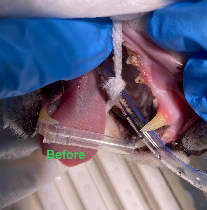 Images Canterbury Veterinary Surgery