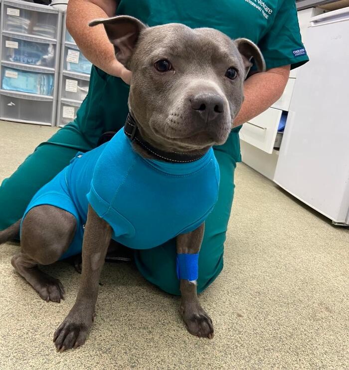 Images Canterbury Veterinary Surgery