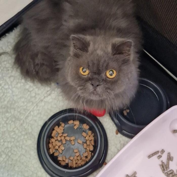 Images Canterbury Veterinary Surgery