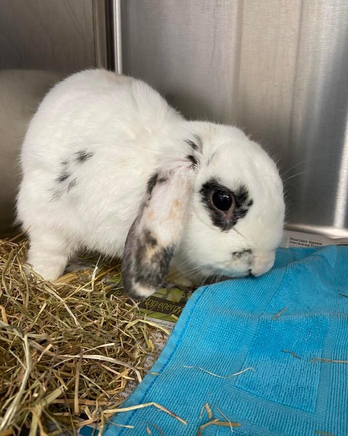 Images Canterbury Veterinary Surgery