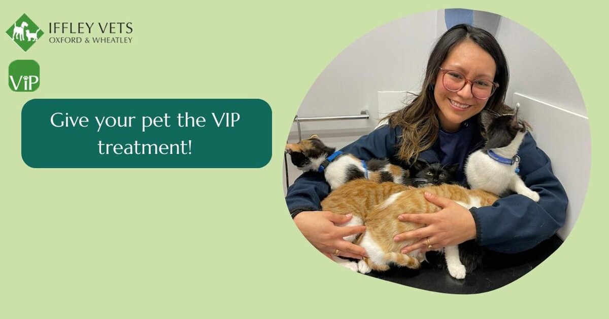 Images Iffley Vets