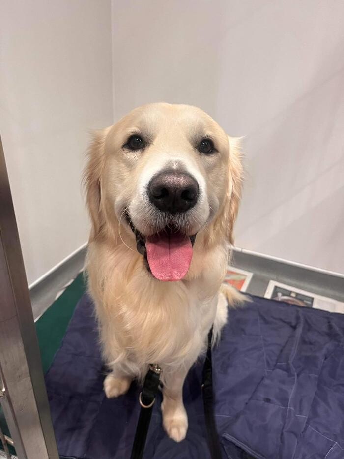 Images Ferring Street Vets, East Preston