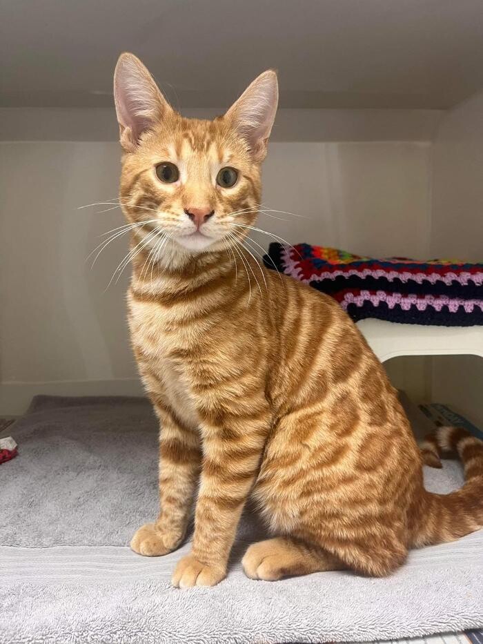 Images Ferring Street Vets, East Preston