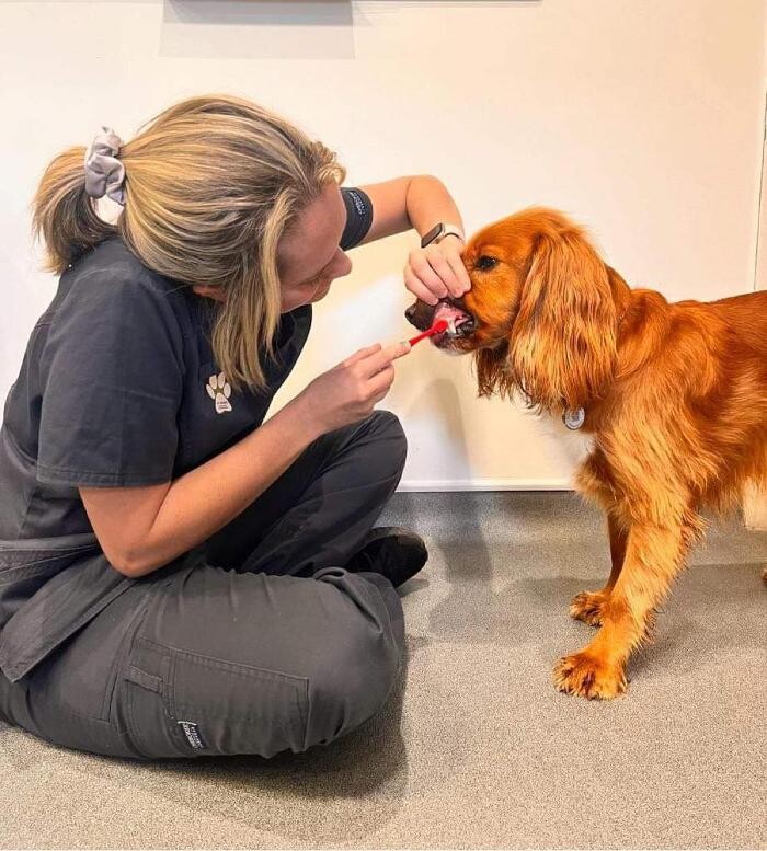 Images Ferring Street Vets, East Preston