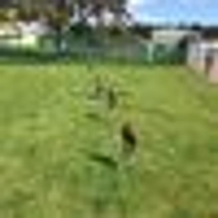 Images Highland Bird Control Services