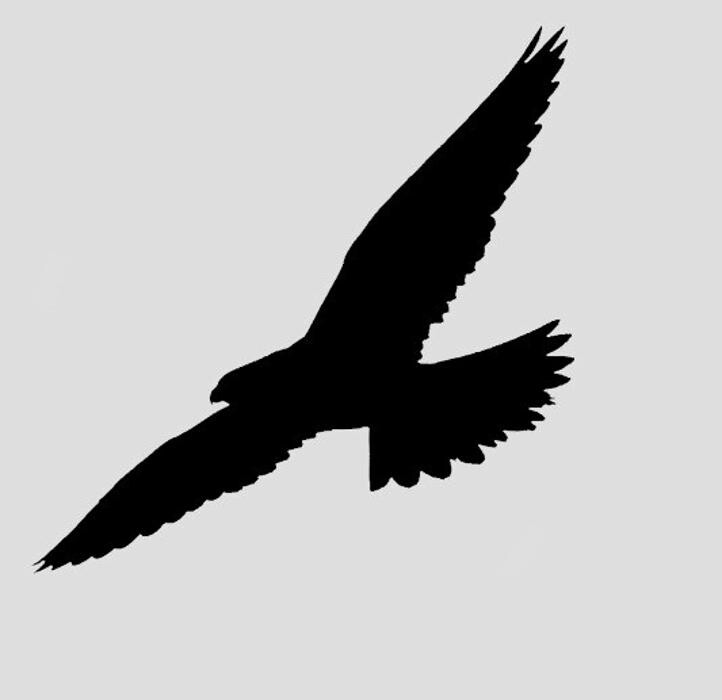 Highland Bird Control Services Logo
