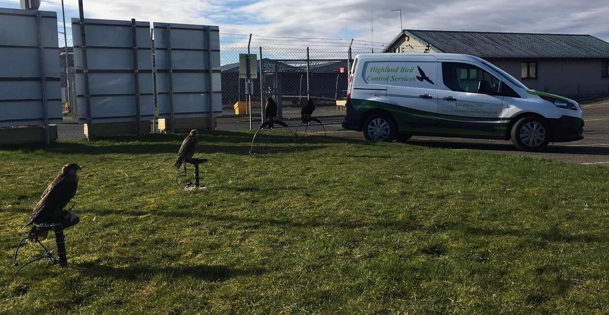 Images Highland Bird Control Services