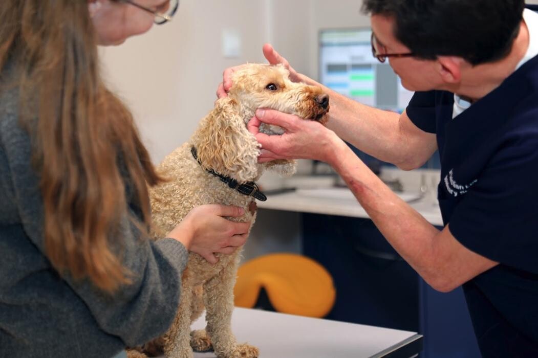 Images Hello Vet Clapton