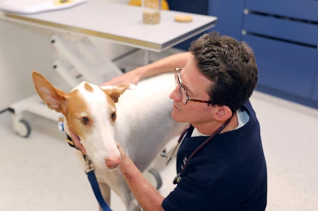 Images Hello Vet Clapton