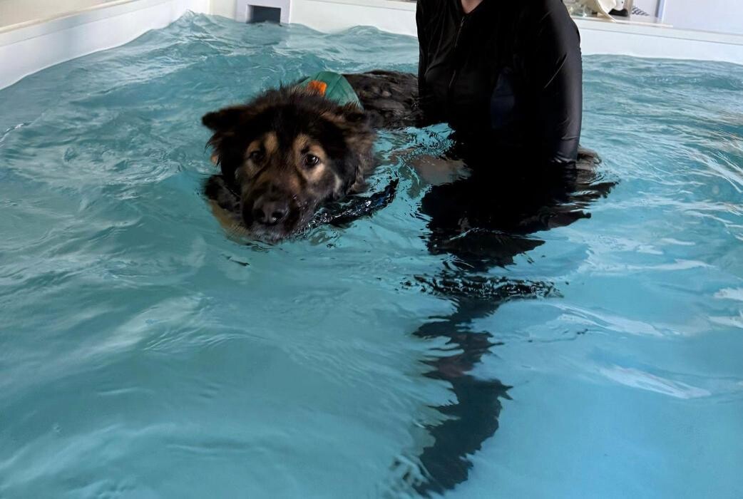 Images Panda Paws Hydrotherapy Ltd