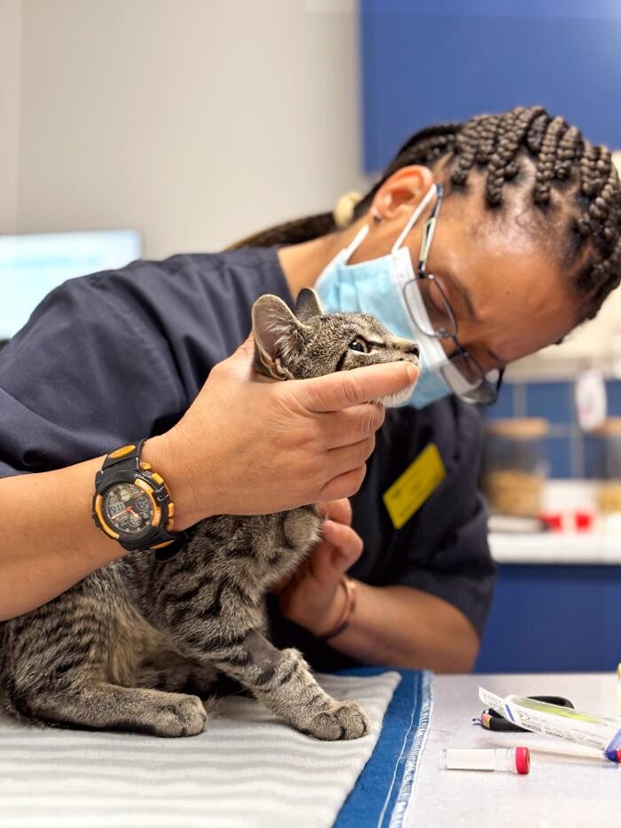 Images Hello Vet Columbia Road