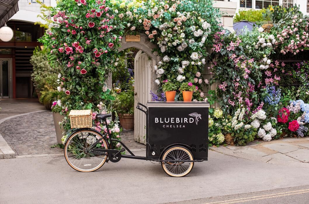 Images Bluebird Chelsea