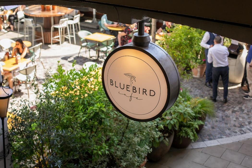 Images Bluebird Chelsea