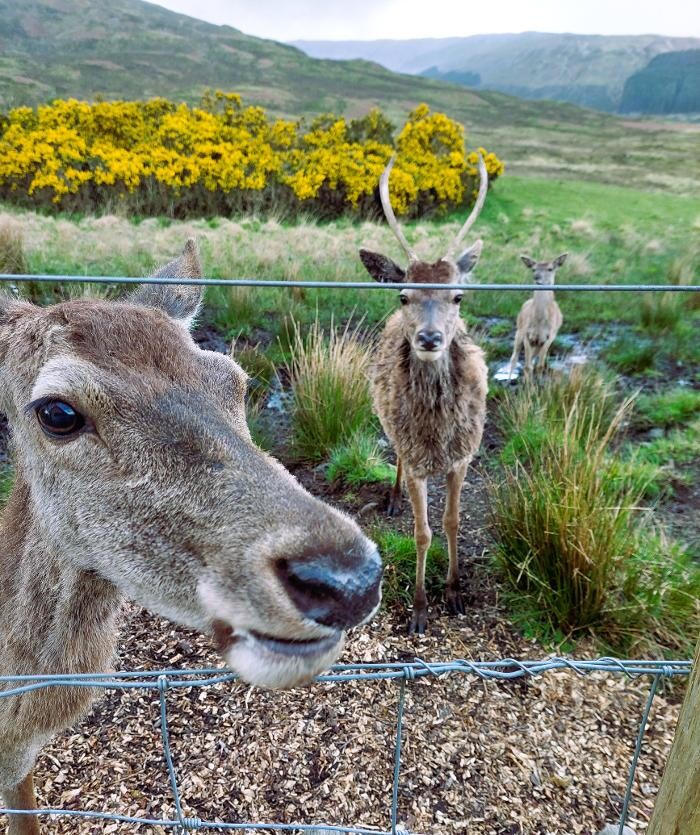 Images Ardarroch Cottage 5 Star B&B & Self-Catering Cabin