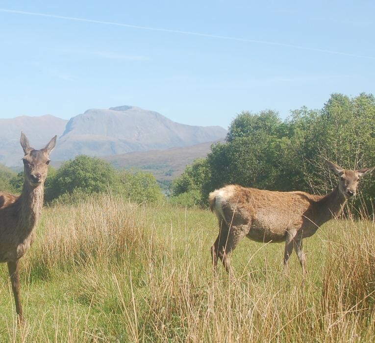 Images Ardarroch Cottage 5 Star B&B & Self-Catering Cabin