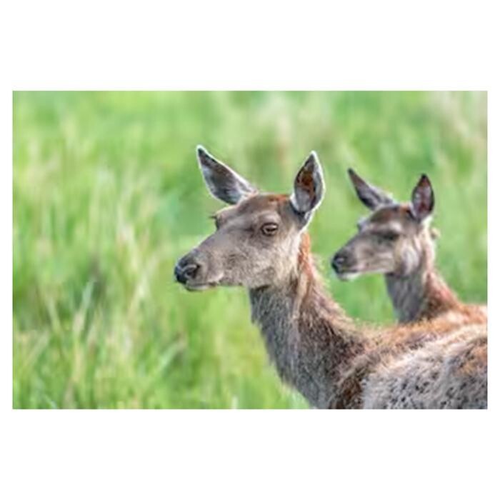 Images Ardarroch Cottage 5 Star B&B & Self-Catering Cabin