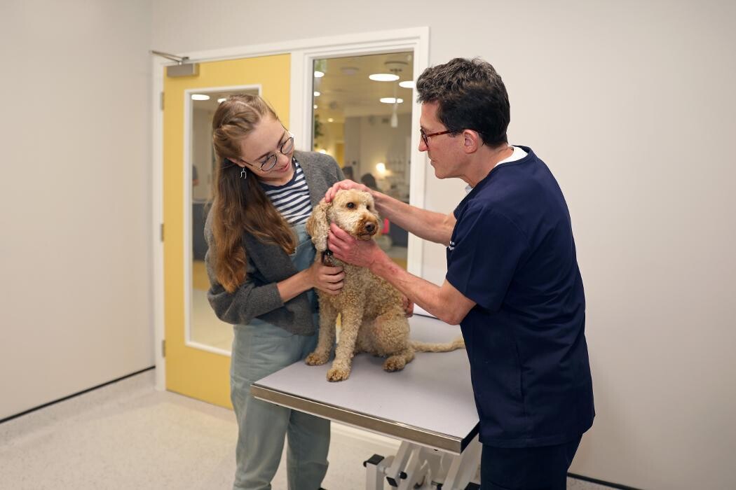 Images Hello Vet Bushey