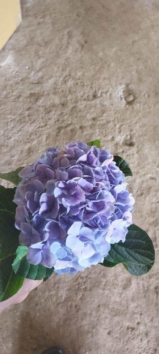 Images VJ petals - Flowers delivery in Hyderabad