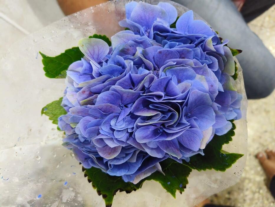 Images VJ petals - Flowers delivery in Hyderabad