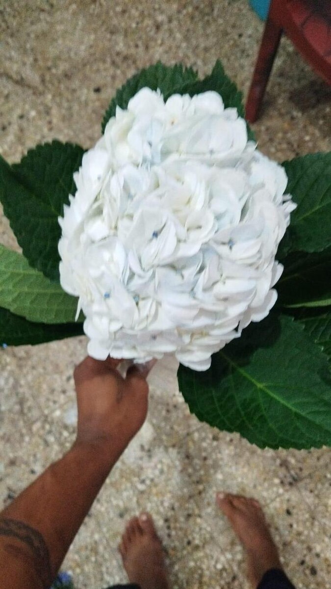 Images VJ petals - Flowers delivery in Hyderabad