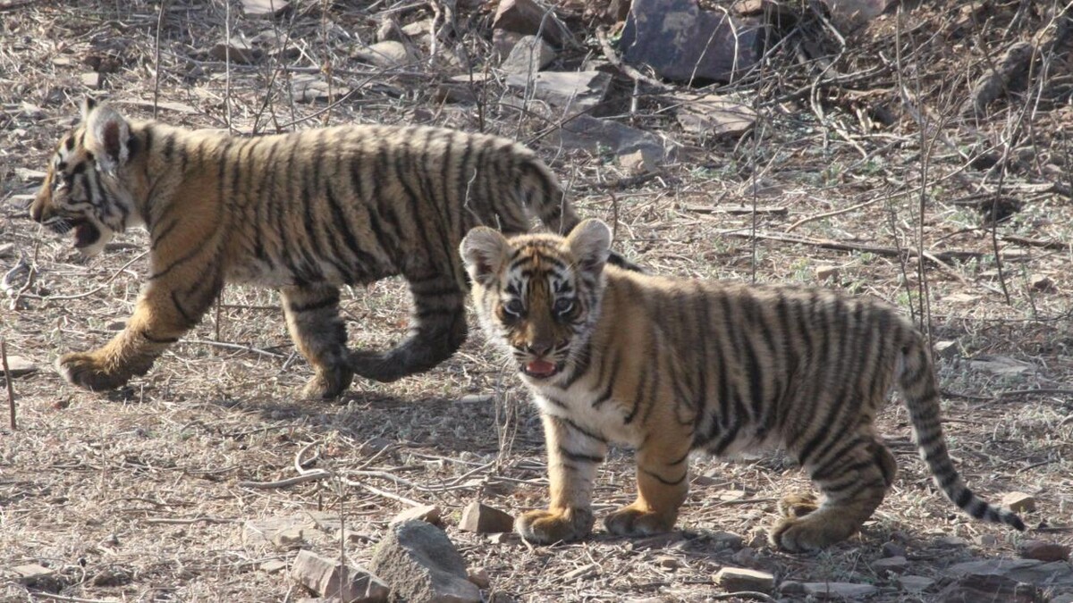 Images Globeway Travels Agency in Jaipur | Tour Operators in Jaipur | Taxi services in Jaipur