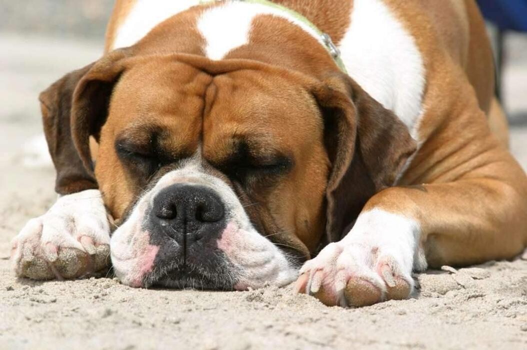 Images Premium Pet House