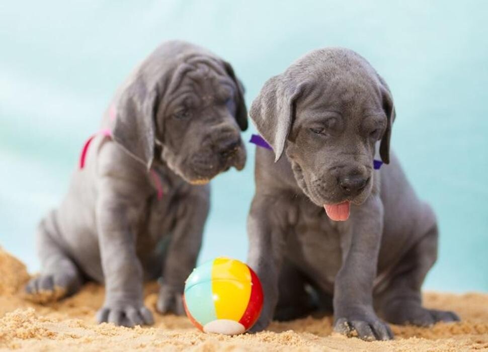 Images Premium Pet House