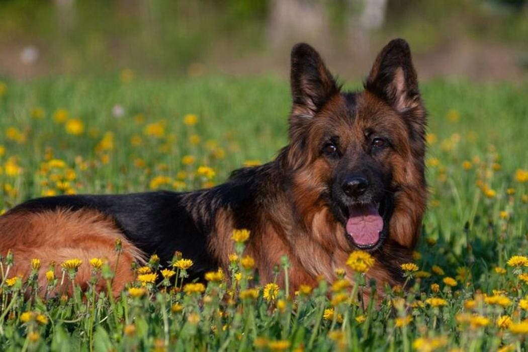 Images Premium Pet House