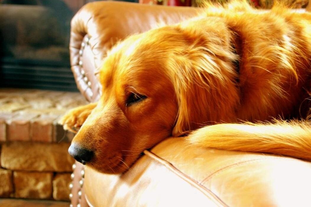 Images Premium Pet House