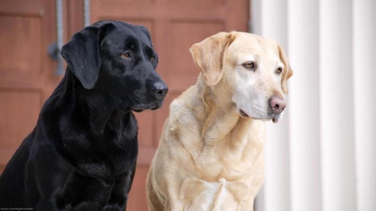 Images Premium Pet House