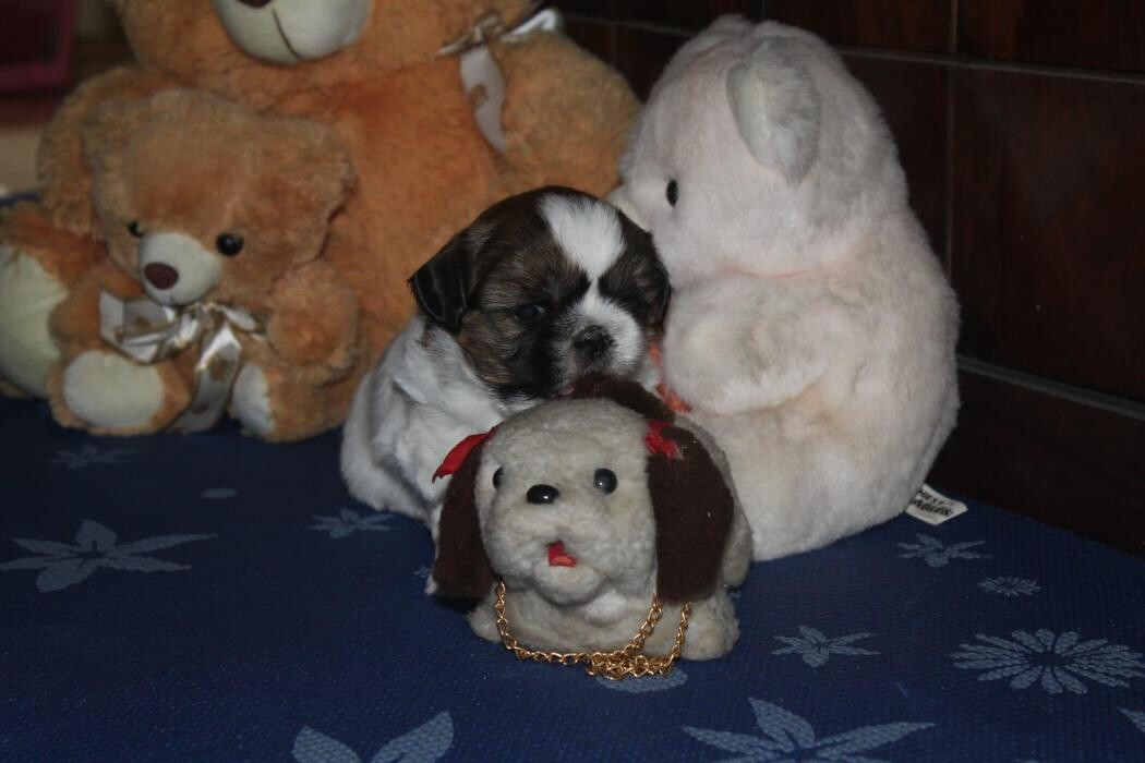 Images Premium Pet House