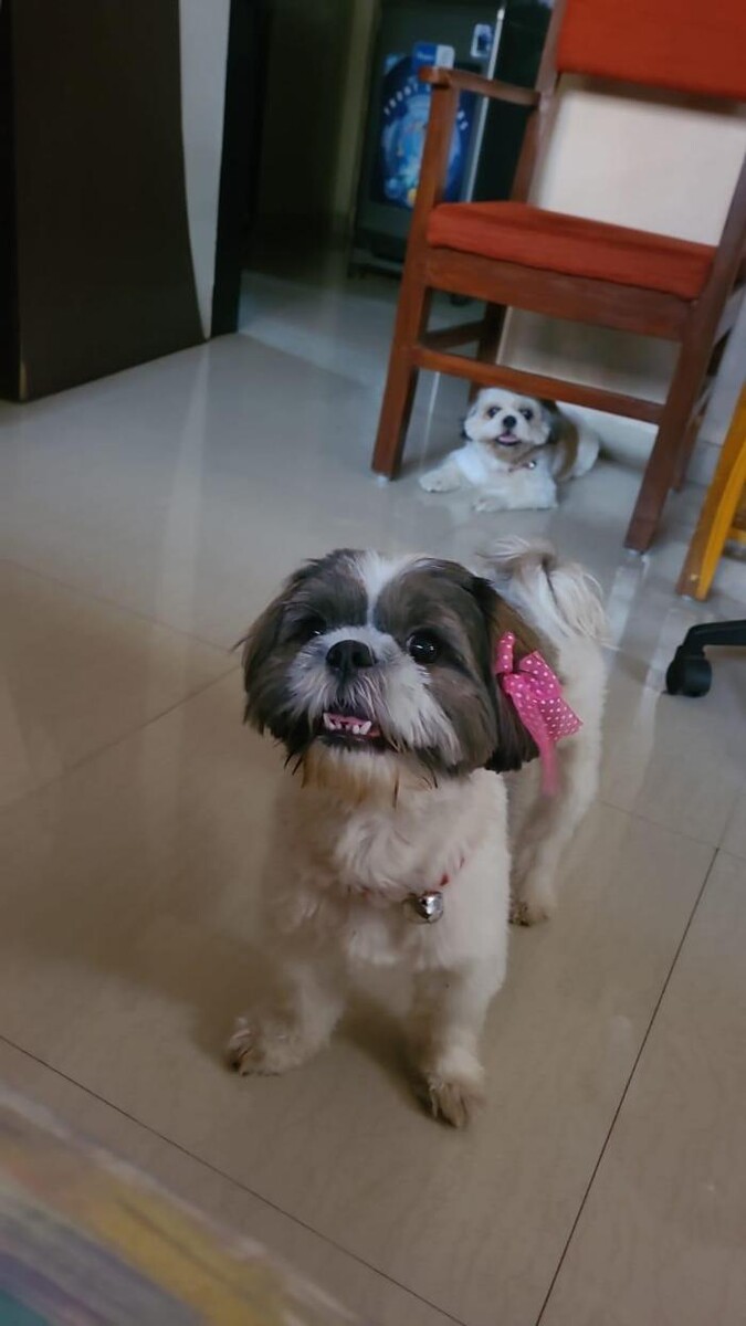 Images Premium Pet House