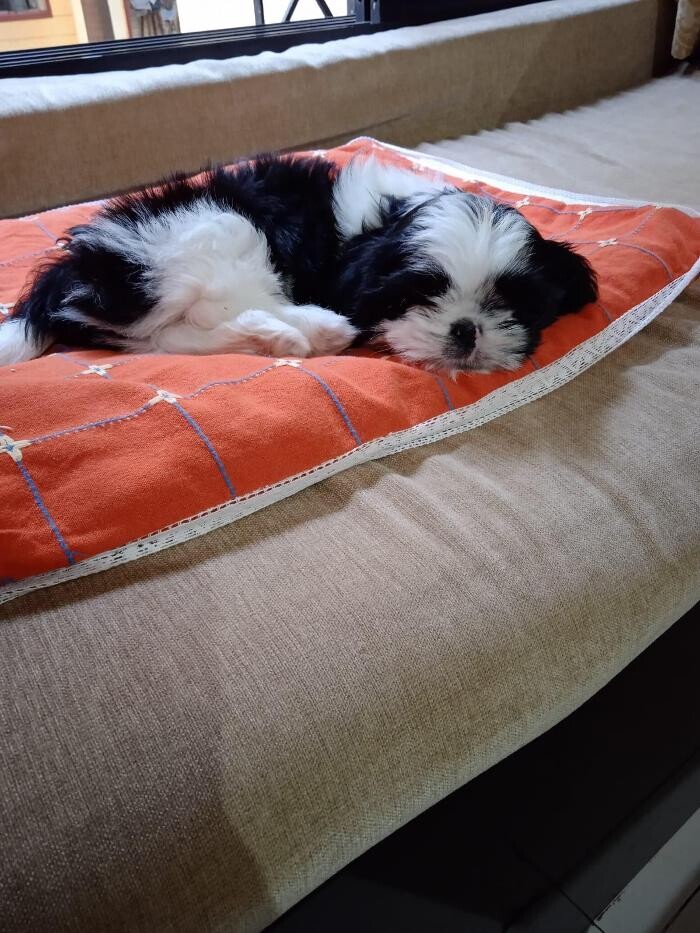 Images Premium Pet House