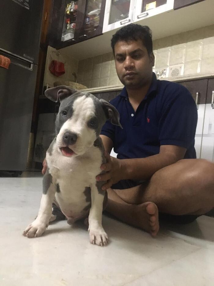 Images Premium Pet House