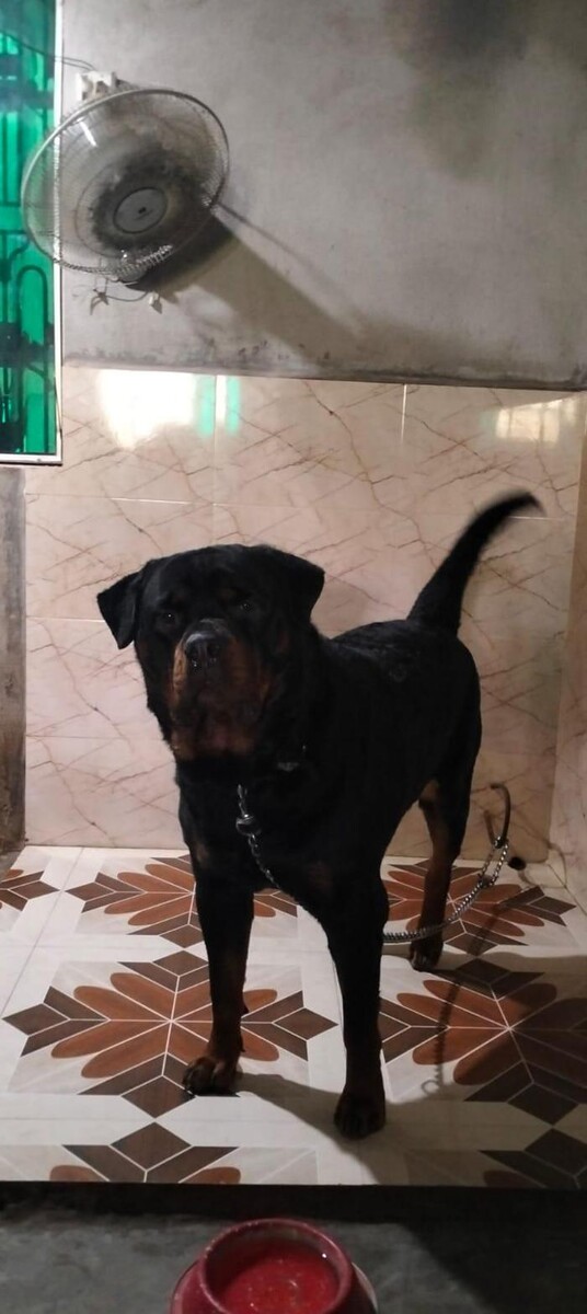 Images Premium Pet House