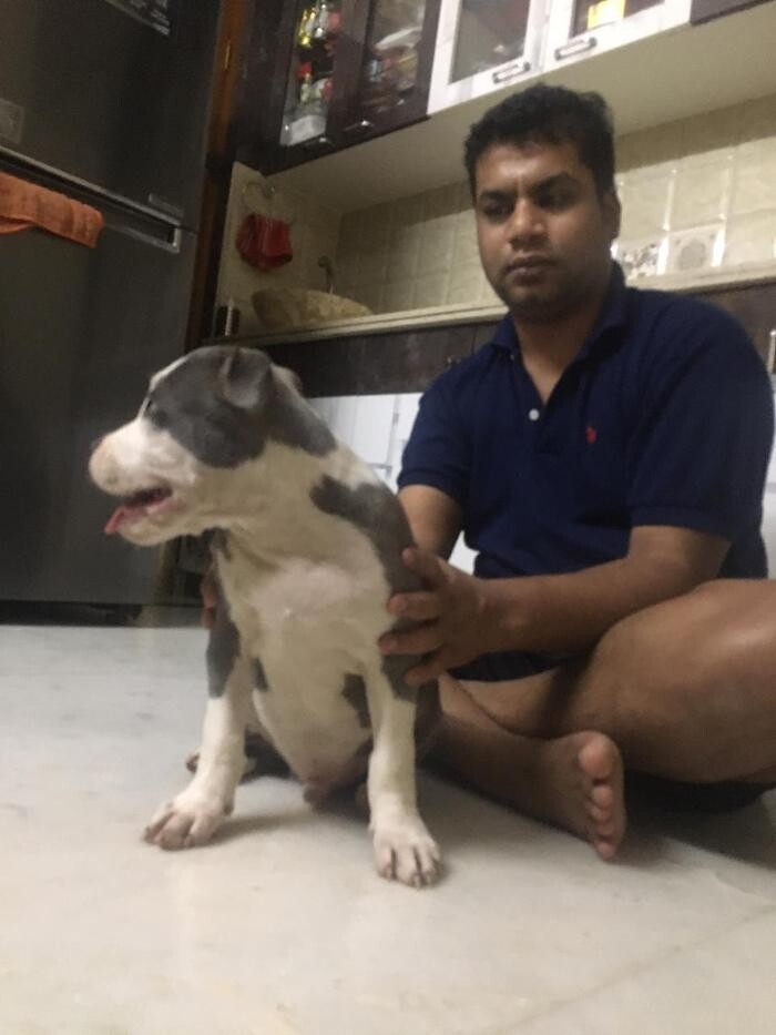 Images Premium Pet House
