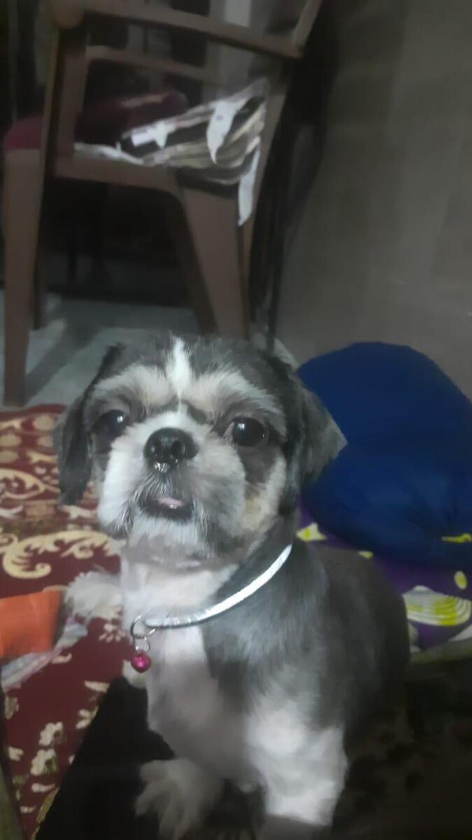 Images Premium Pet House