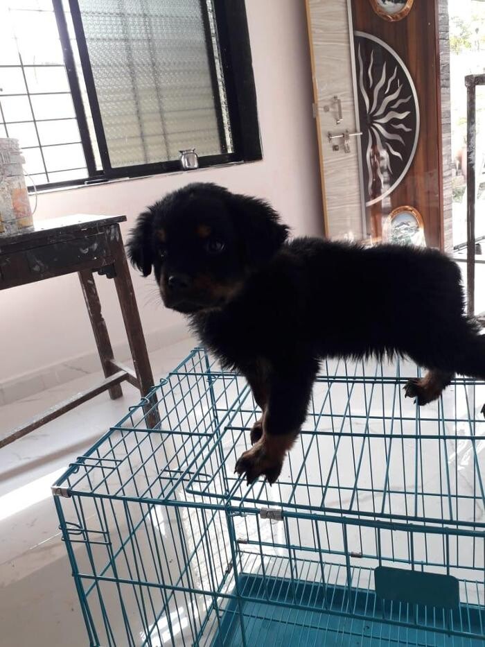 Images Premium Pet House